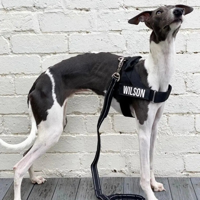 🐕 Fit for every breed! From XXS to XL, our adjustable dog harness offers a customised fit. No tugging, just comfortable walks. 🐾