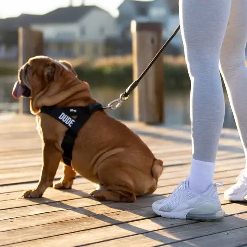 🐕 Fit for every breed! From XXS to XL, our adjustable dog harness offers a customised fit. No tugging, just comfortable walks. 🐾